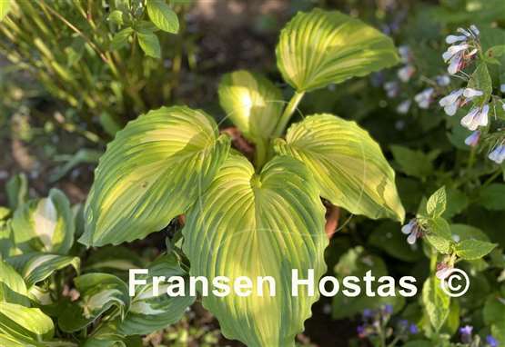 Hosta War Paint - Fransen Hostas